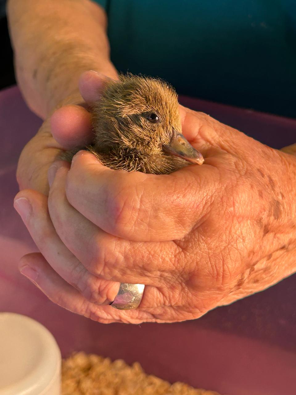 Pet Therapy at Legacy Place Senior Assisted Living
