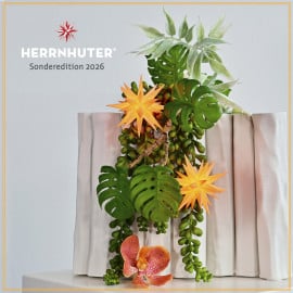 Herrnhuter: Miniature star apricot - Special Edition 2026 (Pre-Order) - Image 2
