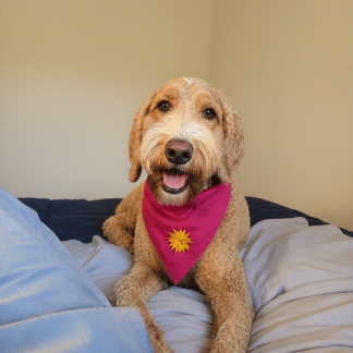Dog bandana with Moravian Star embroidery